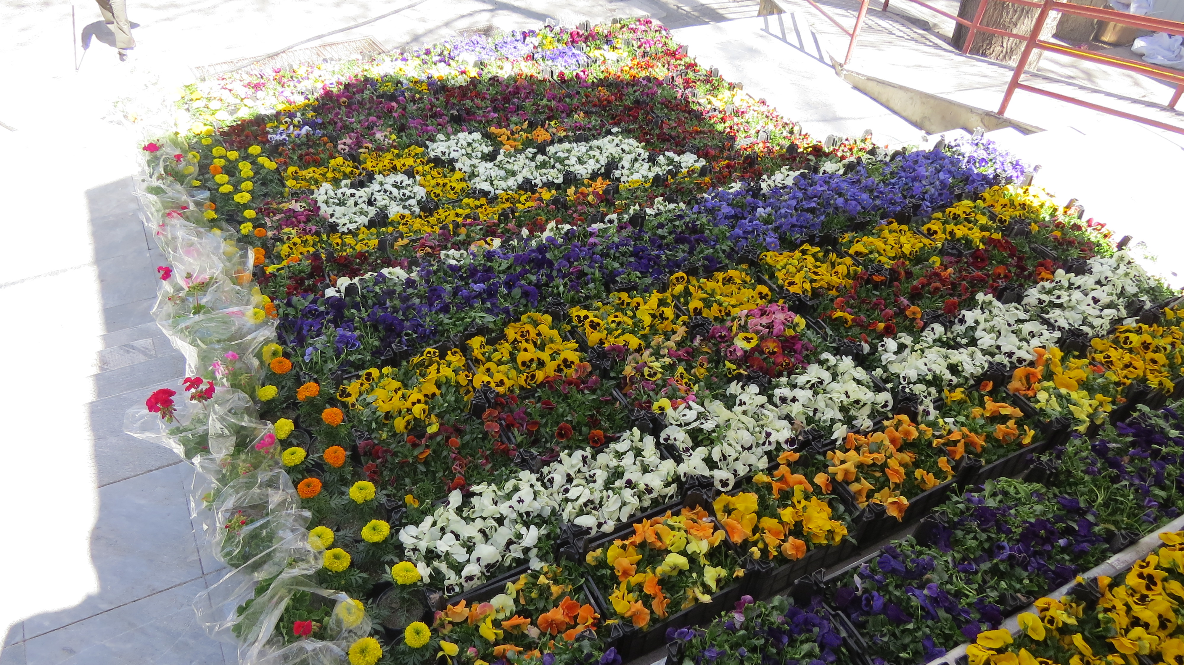خرید و کاشت گل در شهر 